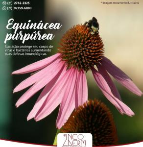 https://www.neoderm.com.br/view/_upload/produto/116/miniD_1594915676equinacea-_2_.jpg